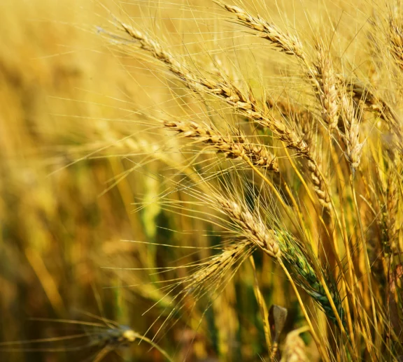 deepbluecommodities.com