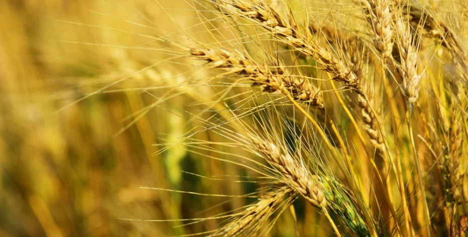 deepbluecommodities.com