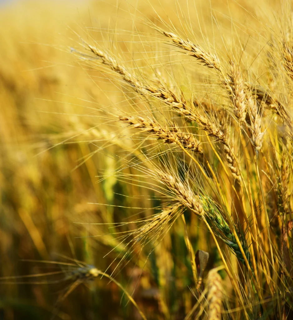 deepbluecommodities.com