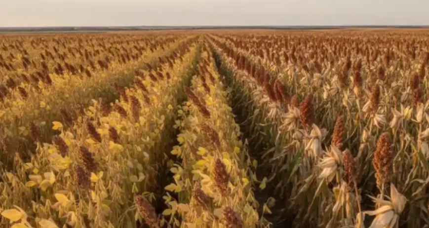 deepbluecommodities.com