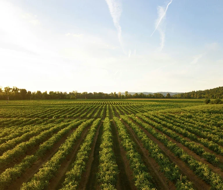 Africa plays a critical role in the global agricultural supply chain. From cocoa and coffee to grains, oilseeds, spices, and edible nuts, the continent provides essential commodities that support food systems, manufacturing, and industrial production worldwide.